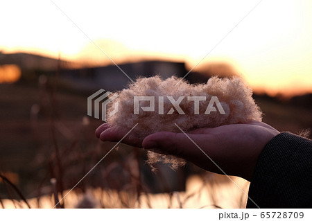 ガマの穂 ガマの穂 65728709