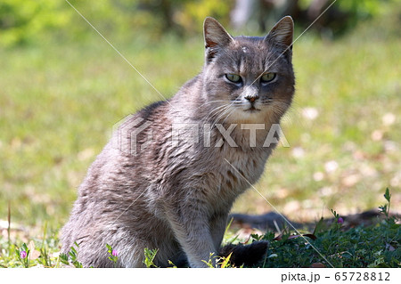 横浪のネコちゃん　穏やかな春（高知県　横浪黒潮ライン）	 65728812
