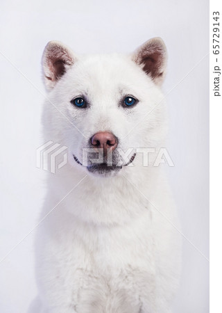 Kishu Inu white japanese beautiful dog middle size 65729143