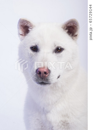 Kishu Inu white japanese beautiful dog middle size 65729144