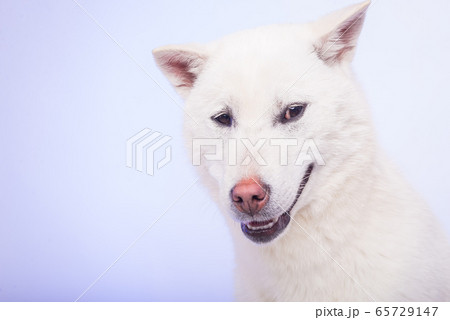 Kishu Inu white japanese beautiful dog middle size 65729147
