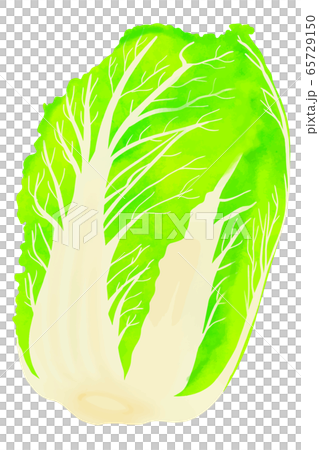 Cabbage 65729150