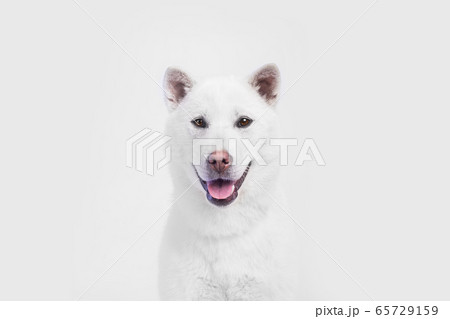 Kishu Inu white japanese beautiful dog middle size Kishu Inu white japanese beautiful dog middle size 65729159