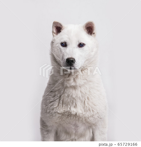 Kishu Inu white japanese beautiful dog middle size 65729166