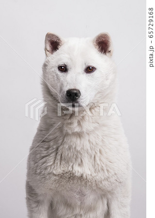 Kishu Inu white japanese beautiful dog middle size 65729168