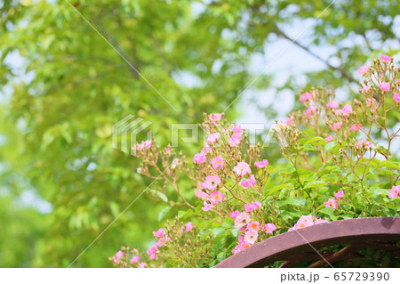 バラの花 バレリーナの写真素材