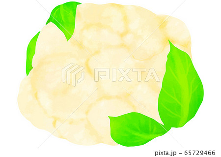 カリフラワー カリフラワー 65729466