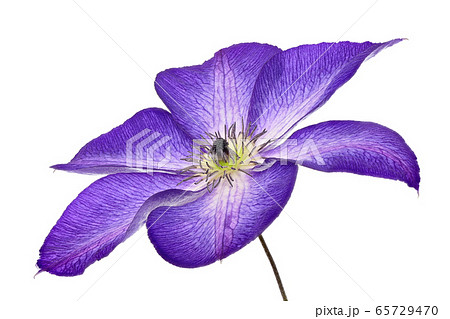 【テッセン】 (深度合成) 65729470