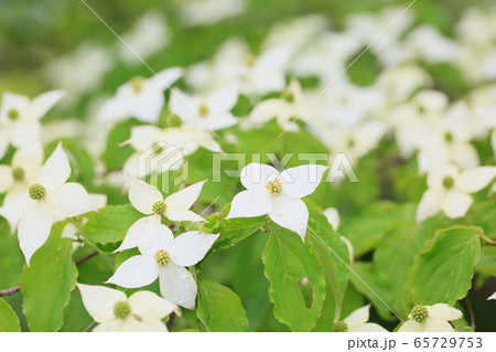 ヤマボウシの花 ヤマボウシの花 65729753