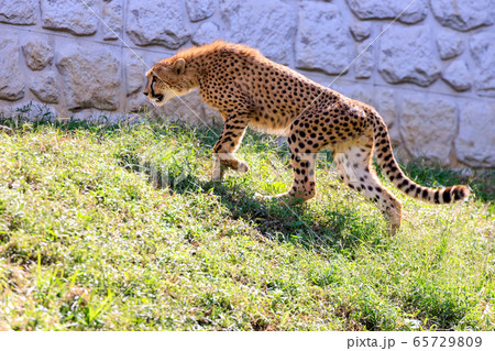 チーター,多摩動物公園 チーター,多摩動物公園 65729809