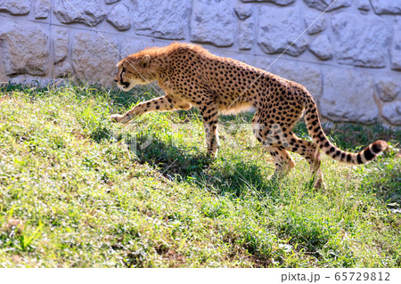 チーター,多摩動物公園 チーター,多摩動物公園 65729812