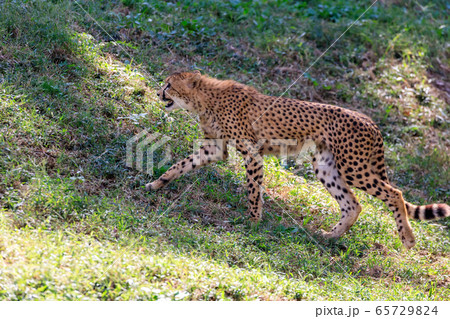 チーター,多摩動物公園 65729824