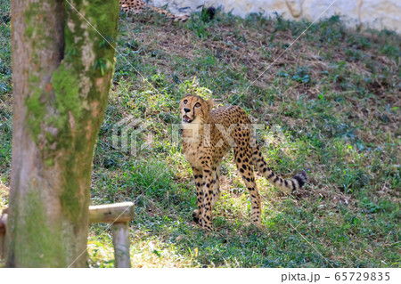チーター,多摩動物公園 65729835