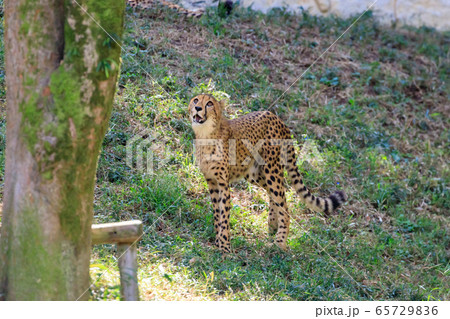 チーター,多摩動物公園 チーター,多摩動物公園 65729836
