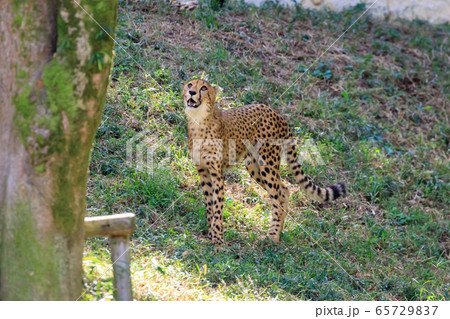 チーター,多摩動物公園 チーター,多摩動物公園 65729837