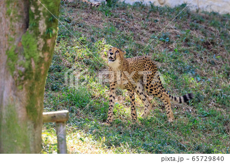 チーター,多摩動物公園 チーター,多摩動物公園 65729840