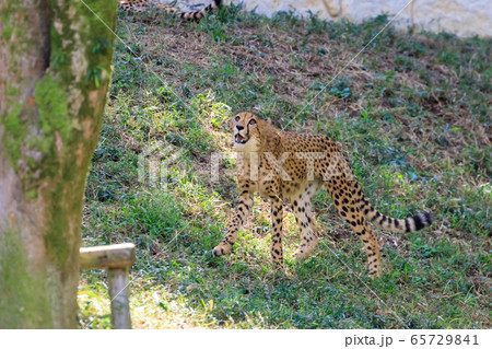 チーター,多摩動物公園 65729841