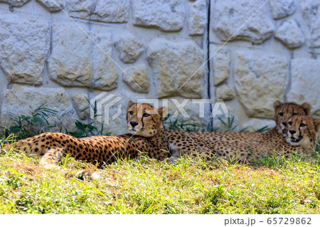 チーター,多摩動物公園 65729862