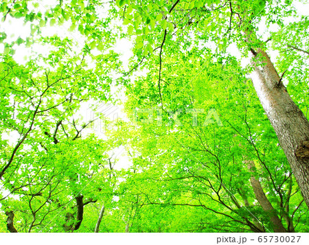 木漏れ日まばゆい初夏の森 森林浴イメージ の写真素材