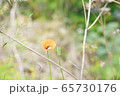 かわいい 花の写真 65730176