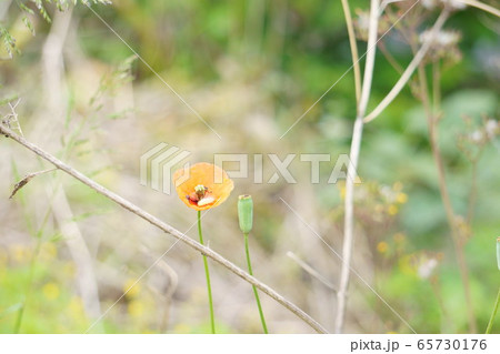 かわいい 花の写真 65730176