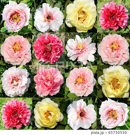 牡丹の花 花 花びら 65730530