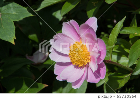 「光市冠山総合公園」牡丹2020 65730564