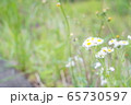 白い 花の写真 65730597