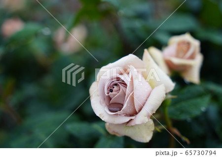 雨に濡れた薔薇・五月・雨模様・しまなみ海道・春バラ 雨に濡れた薔薇・五月・雨模様・しまなみ海道・春バラ 65730794