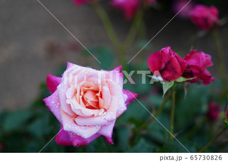 雨に濡れた薔薇・五月・雨模様・しまなみ海道・春バラ 雨に濡れた薔薇・五月・雨模様・しまなみ海道・春バラ 65730826