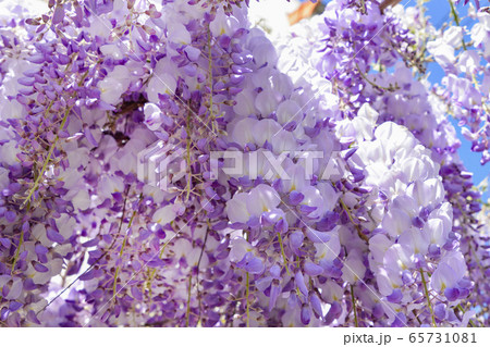 Blooming purple wisteria in spring in France 65731081