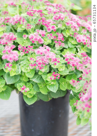 Ageratum, pink ageratum, pot plants in the black 65731134