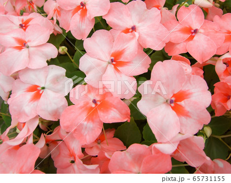 salmon pink impatiens, scientific name Impatiens 65731155