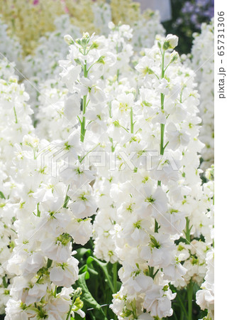 Matthiola incana flower, stock flowers, cut 65731306