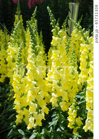 colorful Snap dragon (Antirrhinum majus) blooming 65731308