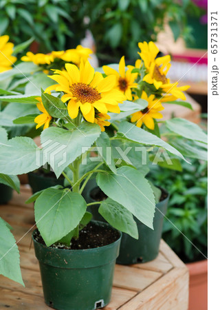Helianthus annuus, small and potted sunflowers. 65731371