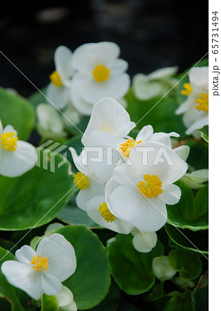 Begonias,semperflorens begonias,in the garden Begonias,semperflorens begonias,in the garden 65731494