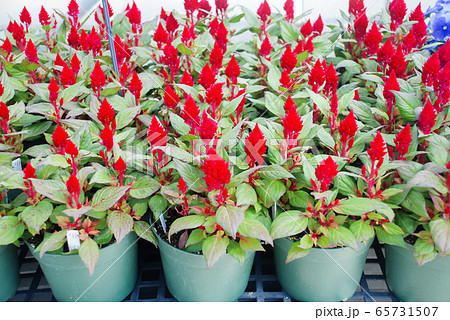 Red Celosia Plumosa in potted, dwarf celosia. Pot Red Celosia Plumosa in potted, dwarf celosia. Pot 65731507