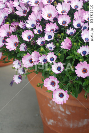 Orange osteospermum or dimorphotheca flowers in 65731510
