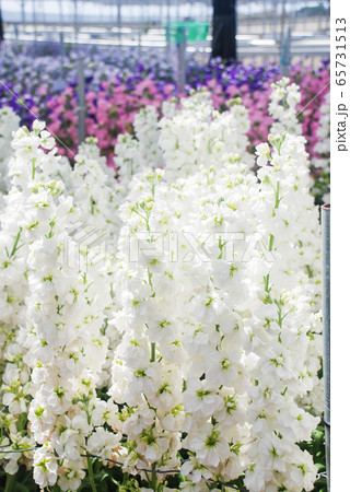 Matthiola incana flower, stock flowers, cut 65731513
