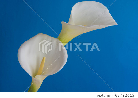 青背景の白いオランダカイウ 青背景の白いオランダカイウ 65732015