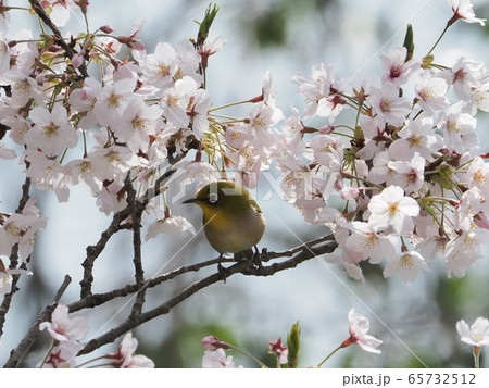 サクラの花に飛来するメジロ　サクラとメジロ 65732512
