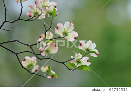 街角に咲く 街角に咲く 65732532