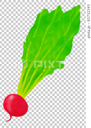 Radish Radish 65732543