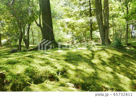 兼六園の苔(1) 兼六園の苔(1) 65732811