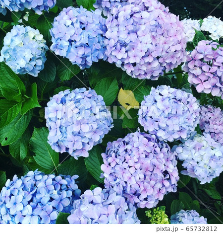 紫陽花 紫陽花 65732812
