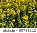 菜の花 65733112