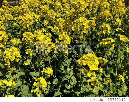 菜の花 65733112
