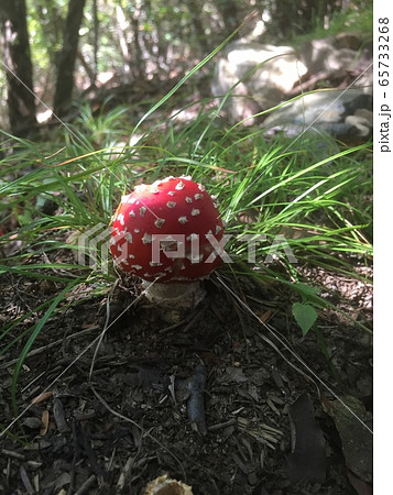 野生のキノコ マリオ 65733268