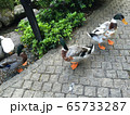 散歩 65733287